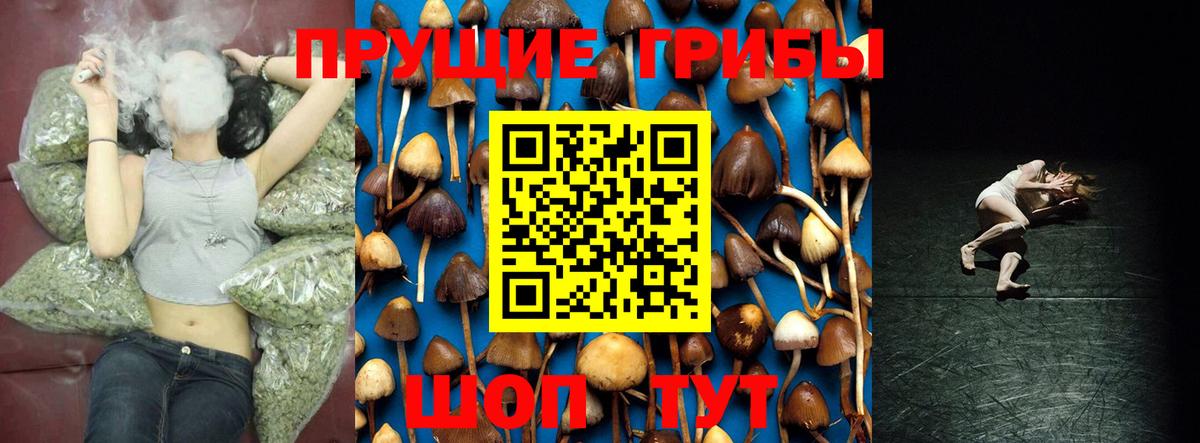 Псилоцибиновые грибы Cubensis Тавда